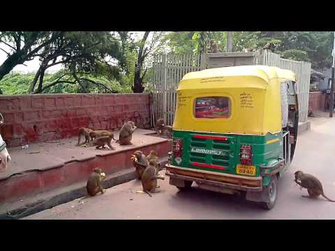 Indien Reise Doku Tiere: wilde Affen auf den Straßen