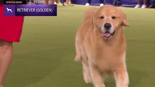 Retrievers (Golden) | Breed Judging 2024