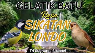 Download lagu GELATIK BATU rasa SIKATAN LONDO ??? | Suara Master Terapi mp3
