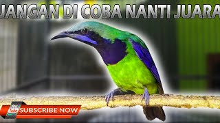 Download lagu CUCAK CUNGKOK TEMBAKAN MEWAH PANJANG KASAR IS THE BEST mp3