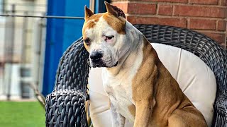 Dog Waited 270 Days For Someone To Take Him Home. Today His Wait Is Over