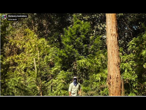 Marijuana Australiana (2016) [full documentary]