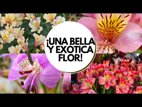 , title : 'Astromelia cuidados / Cómo cultivar astromelia en maceta / Alstroemeria cuidados'