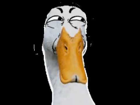 Gif risa de pato