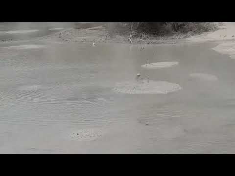 BOILING MUD in Rotorua, New Zealand