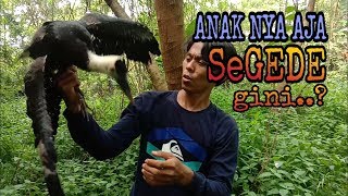 Download lagu BURUNG BESAR YANG HAMPIR PUNAH mp3 Download lagu BURUNG BESAR YANG HAMPIR PUNAH mp3