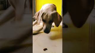 Download lagu rio... 🥰#odiabhaibeing #viral #dhenkanal #kgfchapter2 mp3