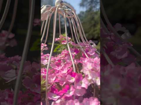 Beautiful flowers 💖#flowers #verseoftheday #shorts