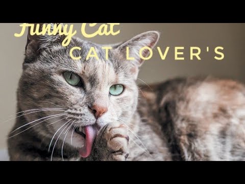 Cat lover's|How Long Do Cats Live? Facts About the Average Cat Lifespan