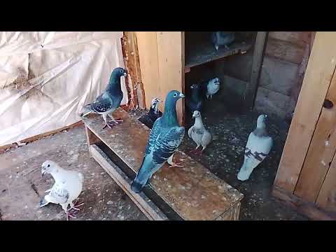 Am separat porumbei ♥️🕊️🕊️