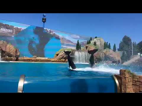 Seaworld Killer Whale Show - Amazing!!!