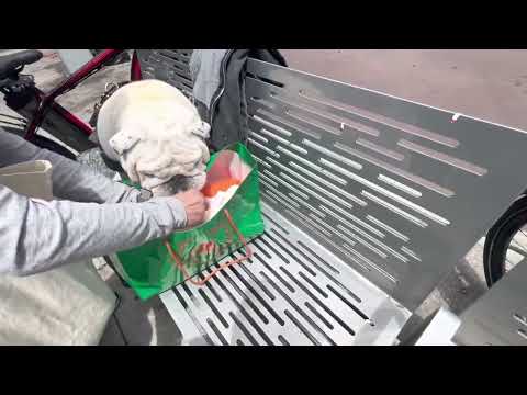 Happy Birthday to me! #bulldogwalterwhite #bulldog #dog #jwalterwhite