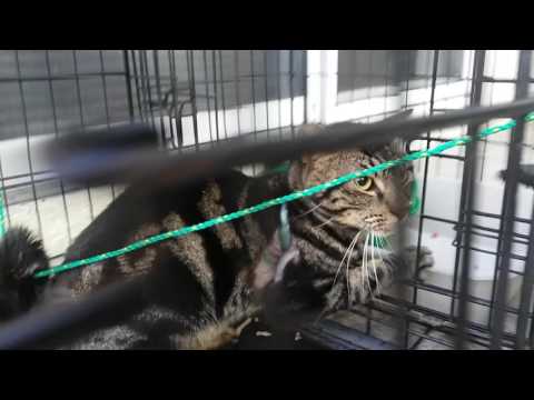 Cat rescued from choking collar - 02/12/2017