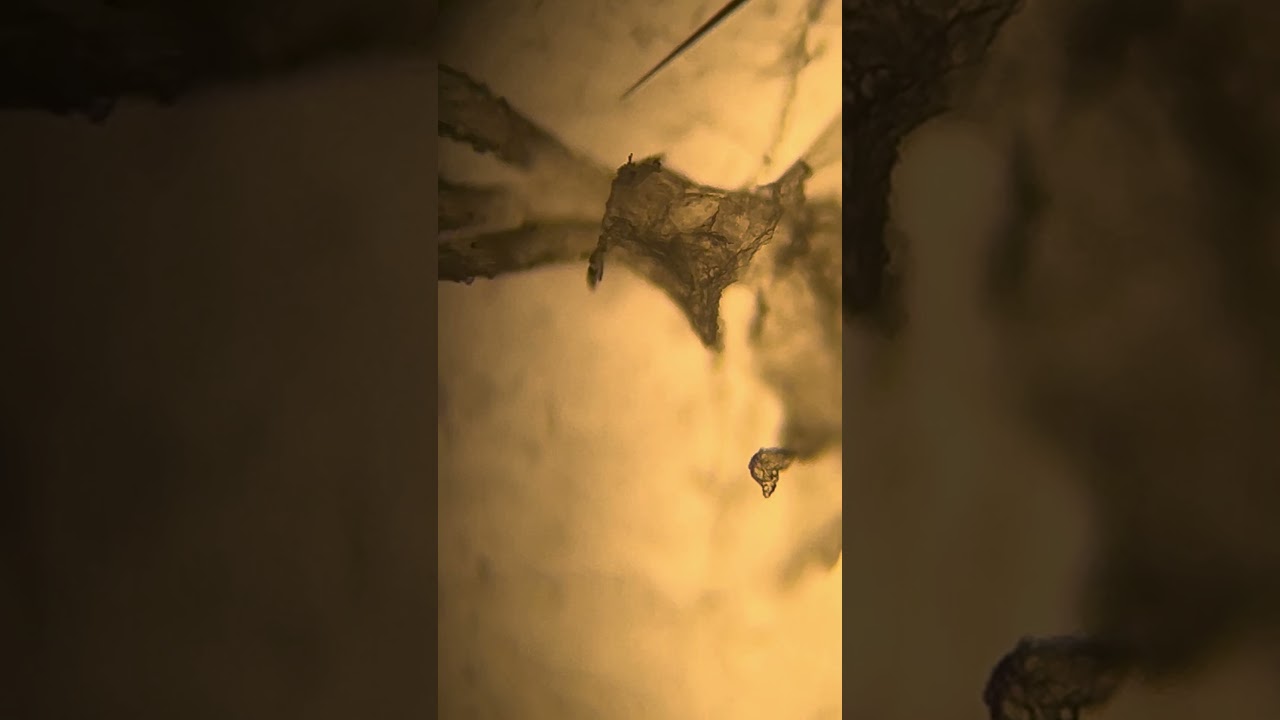 Lauro Francisco Varela Coronado-23