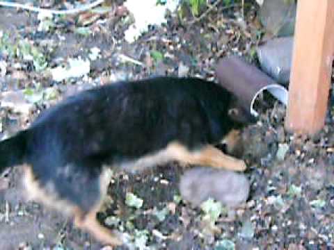 EL LIPIGAS PELEANDO CON LAS PIEDRAS