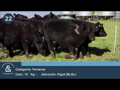 Lote TERNERAS P.C. - Pigüe Bs As