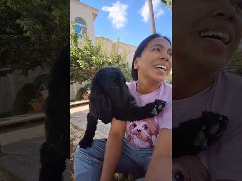 Telling her to pee #shorts #funny #funnyvideo #funnydogs #doglife