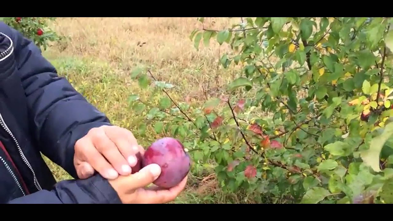 Яблоня зимняя Дарунок