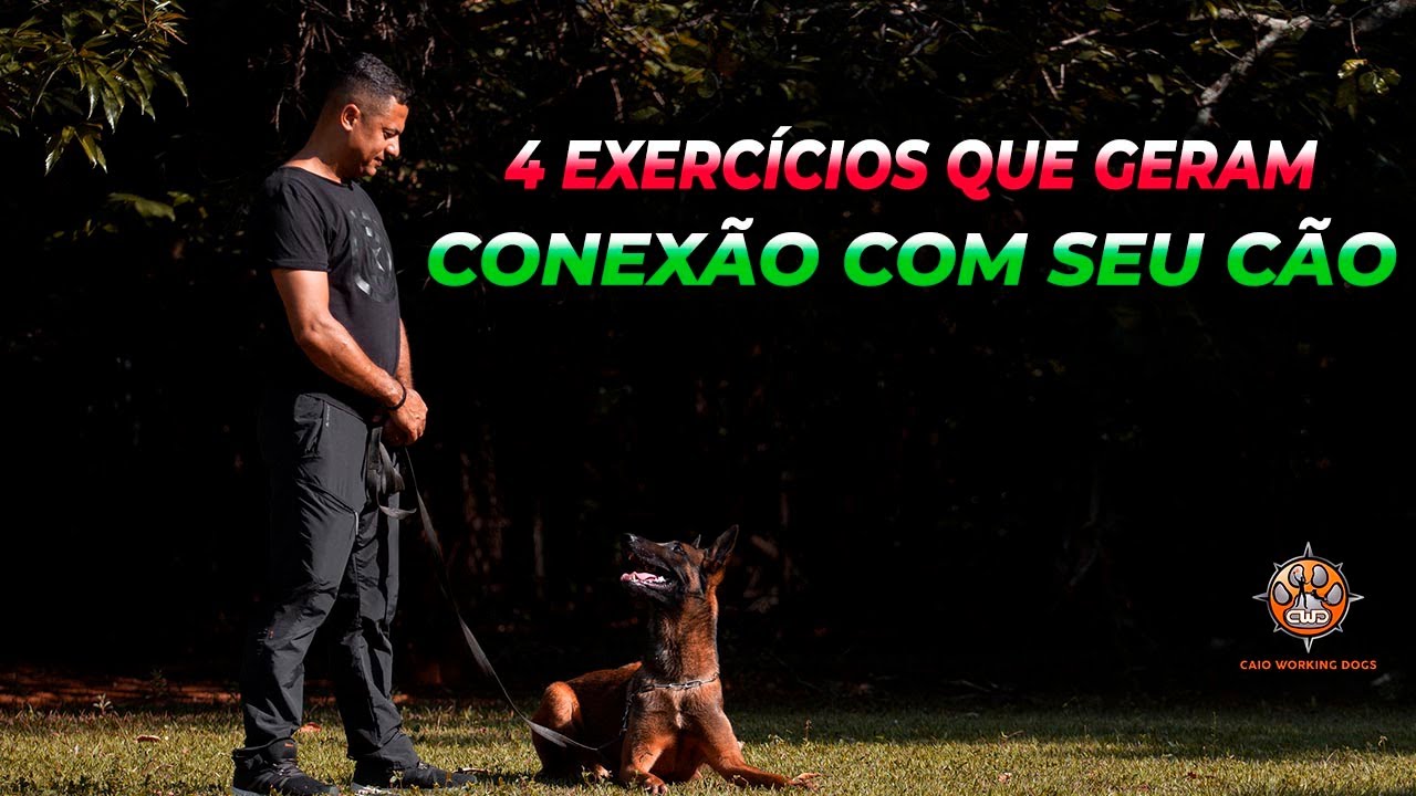 4 EXERCÍCIOS QUE GERAM CONEXÃO COM SEU CÃO