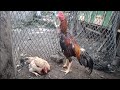 Japanese shamo chicken ready for breeding / From the Mananap Tv