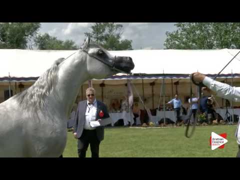 N.124 SHAKAR PEGASUS - Ströhen 2016 B-Show - Stallions 4-6 years old (Class L)
