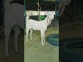 Best Quality Hansa Female Goat Kid 5 Months Chhindwara Shorts Hansagoat Femalegoat