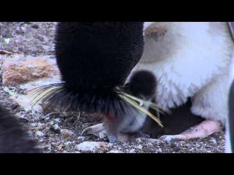 Penguins - Spy in the Huddle Trailer