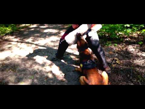 Gero Woods Hunt Widescreen