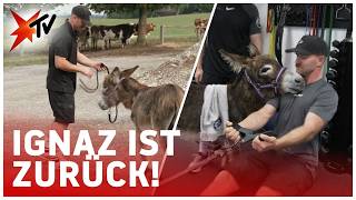 Babyesel von der Mutter verstoßen: Was macht Ignaz heute? | stern TV