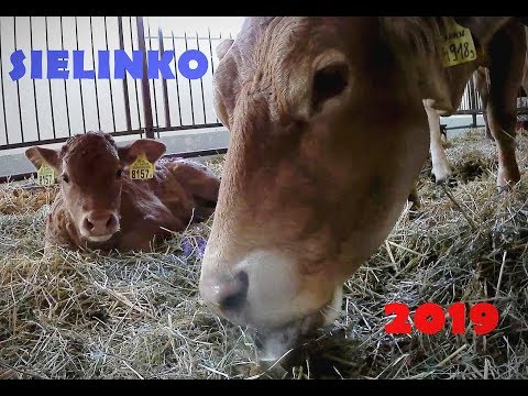 ☆ Sielinko 2019 ☆