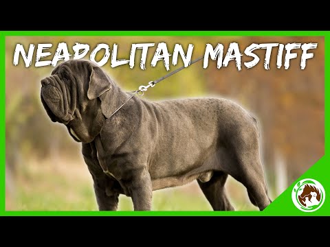 Introducing The Neapolitan Mastiff: Everything You Need To Know About This Loyal, Gentle Giant.