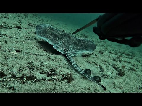 Spearfishing Norway, Winter 2022