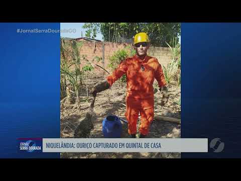 Niquelândia: ouriço é capturado em quintal de casa