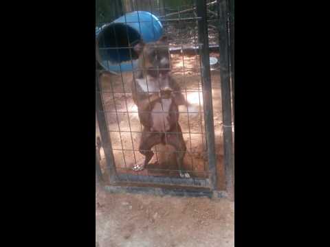 Scrap Iron's Rasheeda 4yrs old 14inches no bulldog behind her!!!