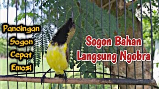 Download lagu DALAM 1 MENIT !!! SOGON MANAPUN BAKALAN NYAUT DAN IKUT GACOR mp3