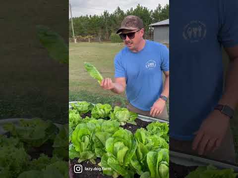 When Is the Best Time to Harvest Lettuce? 🥬