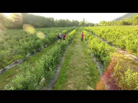 Livada Bunicului (Corbi, Arges) - ProCiutescu.ro Production
