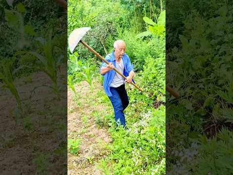 Swinging the hoe to clear weeds — protecting the corn harvest!