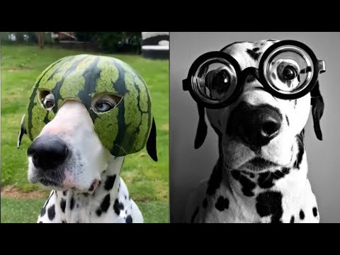 Funniest & Cutest Dalmatian - TikTok Compilation 2021 | 101 Dalmatians