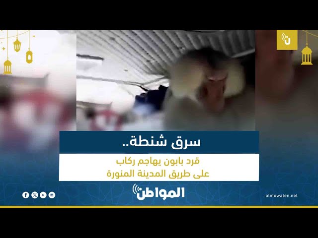 قرد بابون يهاجم مسافرين على طريق المدينة المنورة