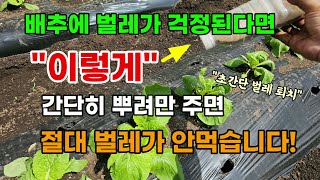 배추에 벌레가 걱정된다면 이걸 이렇게 뿌려주세요 그 많던 벌레가 싹 사라집니다 #배추벌레약 #배추농사