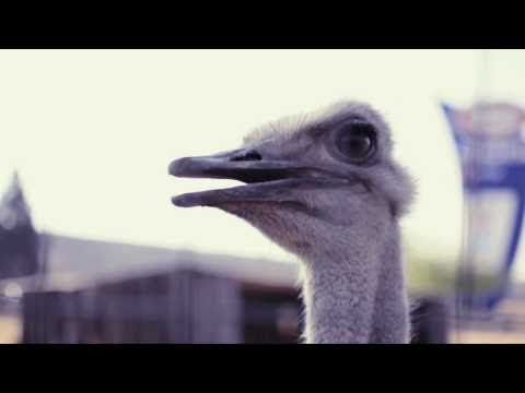 Fire Through The Window - All These People Are Golden : teaser 2