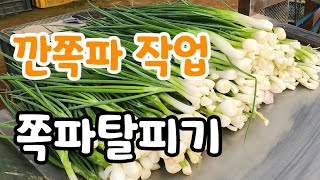 깐쪽파 작업  라이브 스트리밍 중 쪽파탈피기