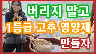 심고남은 고추 버리지 말고 1등급 고추영양제 만들자~고추액비,추비,중거름  고추농사 잘짓는법,고추재배방법,키…