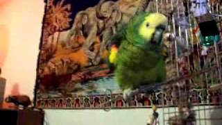 Willow doing Oooh La-La and Charge