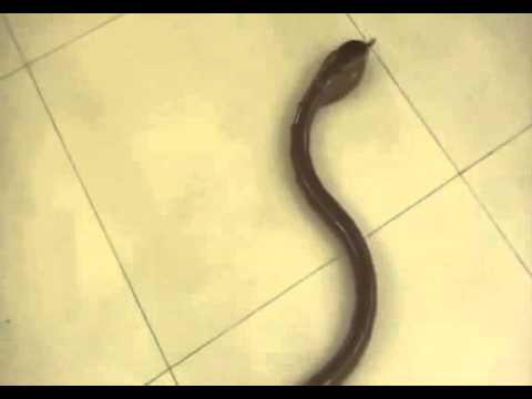 Eztec Radio Controlled King Cobra Snake Toy - Brown - Suitable for Ages 6 and Up