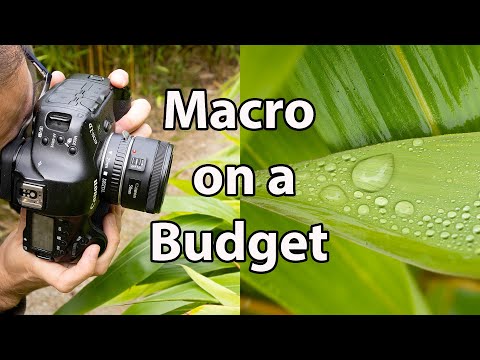 How to Use EXTENSION TUBES for Close Up & Macro Photography (With Canon EF F/1.8 STM Lens)
