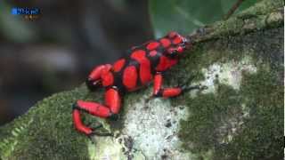 preview picture of video 'Oophaga Histrionica Bahia Solano'