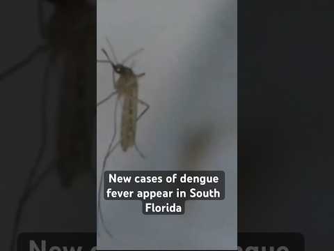 New cases of dengue fever appear in #southflorida, health officials say.