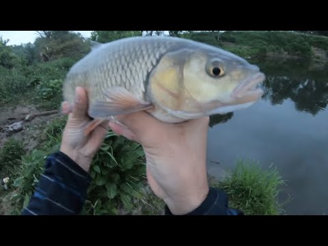 Sava river spring chub fishing on lures